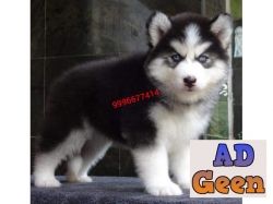 used Show quality Husky puppy Available for sale 